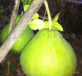 鴻發農副產品加盟 開啟綠色健康事業，共創財富未來